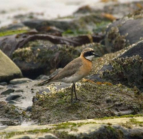 ����������� ����