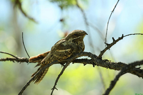 ������������ �������