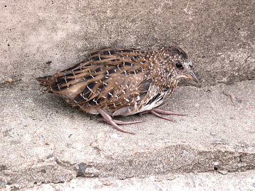 ���������� �������