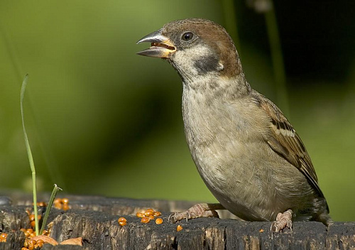 ������� �������