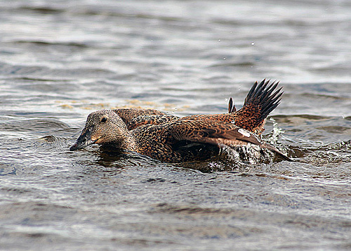 ����-����������