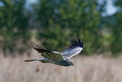 ������� ����