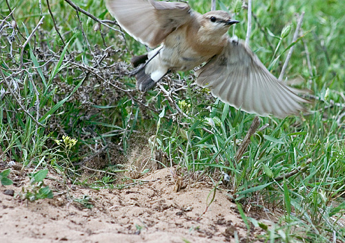 �������-��������