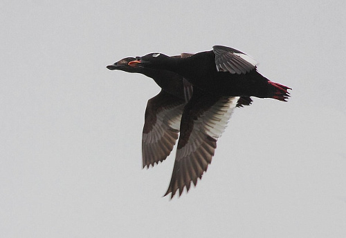 ���������� ������