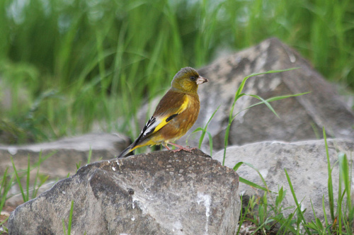 ��������� ��������� 