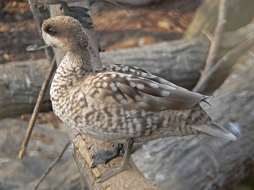 ��������� �����