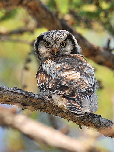 ��� ��� �� ����� ���������?