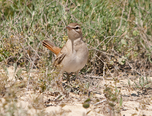 �������� �������