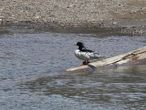 ����� ����������� �������