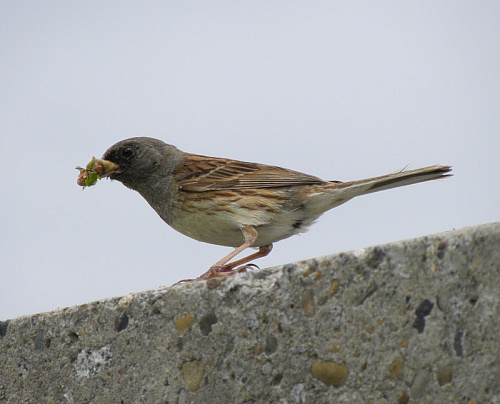 ����� ����������� �������