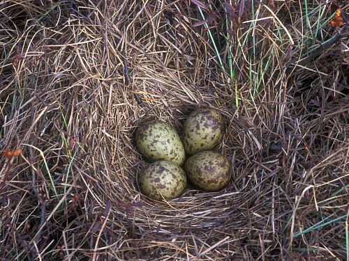 ��������������� ��������