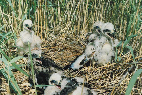 ������ ���������� ��������� ���� 