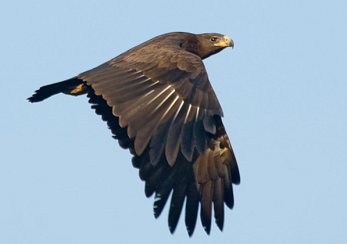 ������� ��������