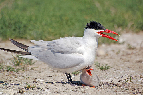 ������� � �������