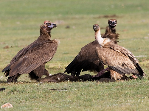 ������ ����� � ����������� ���