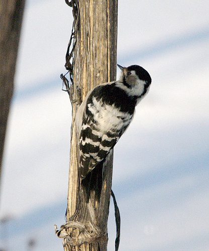 ����� ������ ������� �����