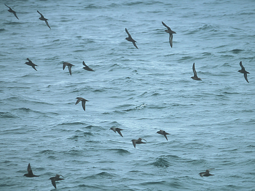 ����������� ������������