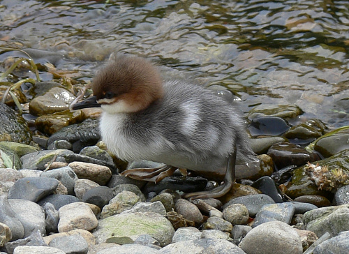 ��������� ����������� ������� 