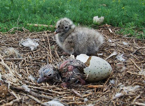 ��������