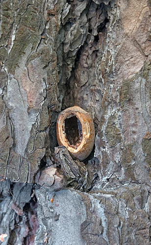 ������� ����� 