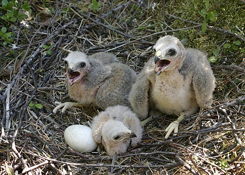 ������� ����