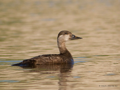 ����� ������