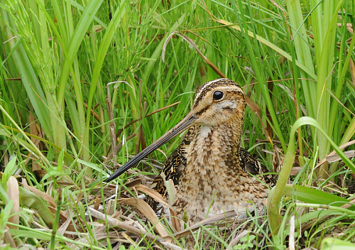 ����� �� ������