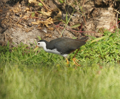 ���������� �������