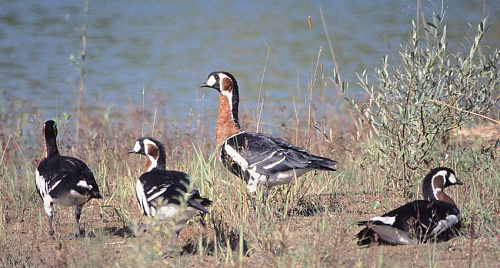 ����������� �������