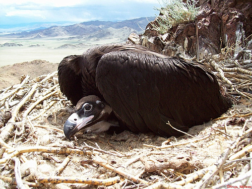 ������ �����