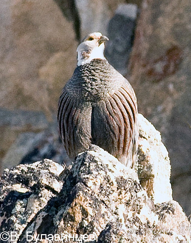 ���������� ����