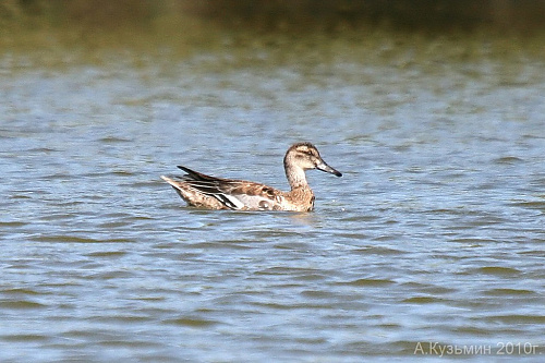 �����-���������