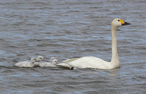 � ��������