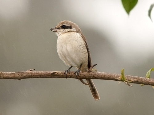 ��������� �����