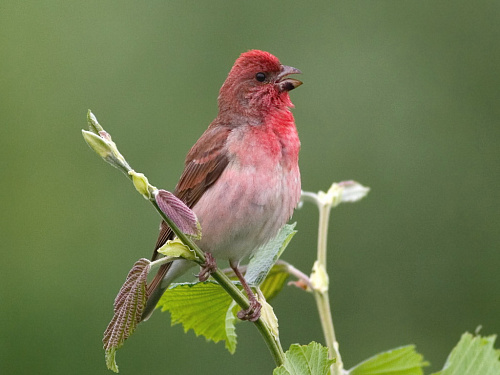 ������������ ��������