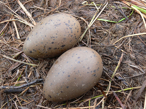 ������ ���������� ������