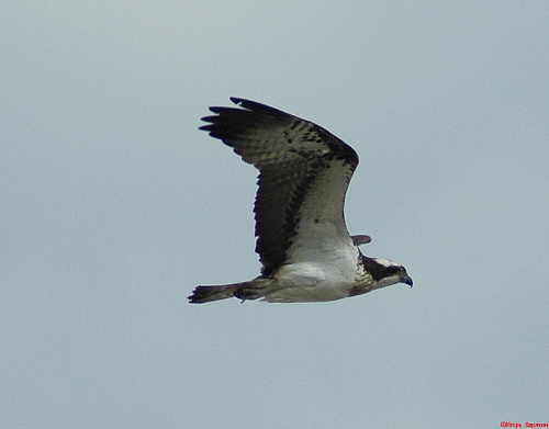 ����� � ������