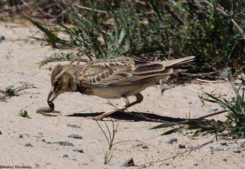 ������������ ���������