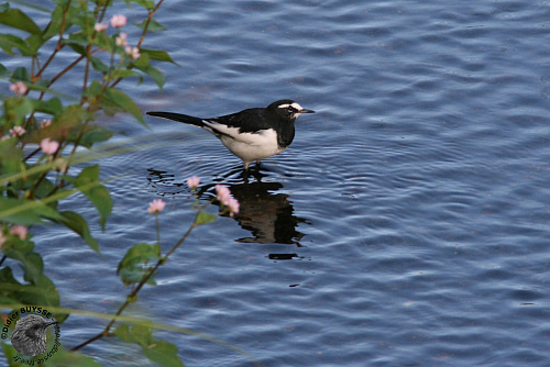 �������� ����������