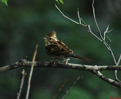 ����������� �������