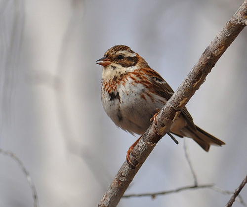 �������-�����