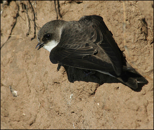 ������� �����������