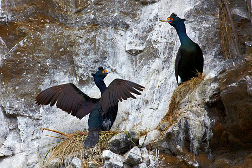 ����������� �������