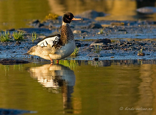 ����������� �������