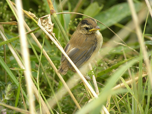 ������ ��������� �������������