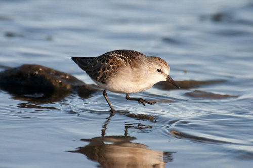 ��������-�����������