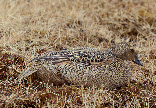 �� ������