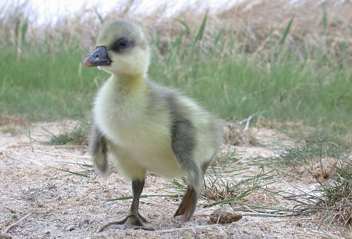 ������ ��������