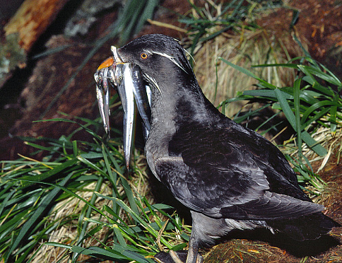 �����-�������