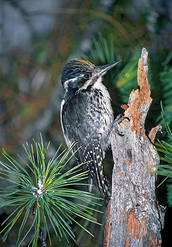 ��������� �����